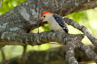Red-bellied Woodpecker
