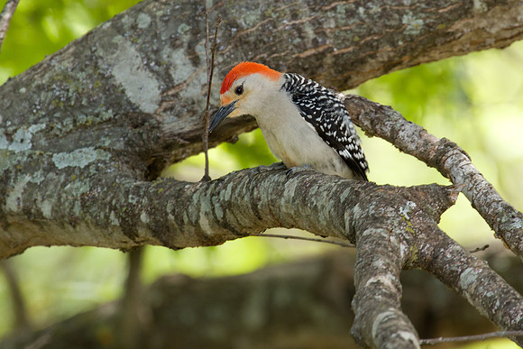 Red-bellied Woodpecker