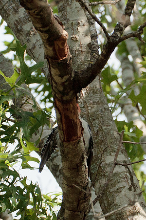 Red Bellied Woodpecker