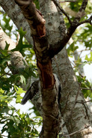Red Bellied Woodpecker