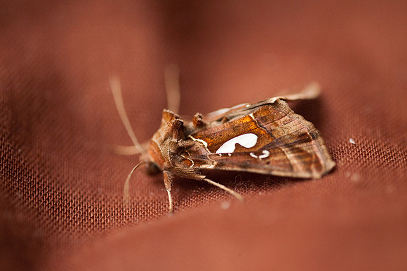 Noctuidae - Megalographa biloba