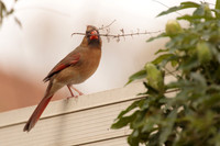 Perching