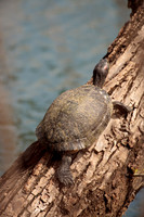 Red Eared Slider