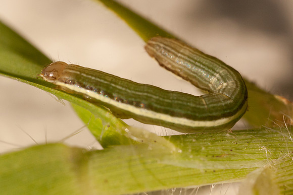 Noctuidae - Anicla infecta