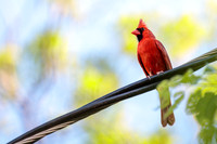 Cardinal