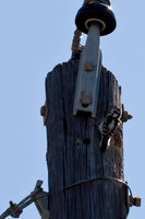 Downy Woodpecker