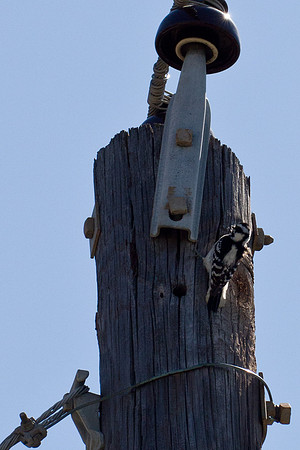 Downy Woodpecker