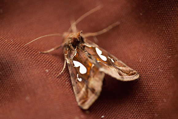 Noctuidae - Megalographa biloba