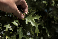 Quercus unidentified