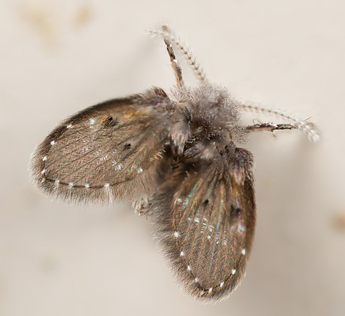 Diptera - Psychodidae - Clogmia sp.