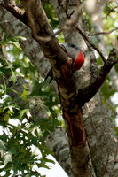 Red Bellied Woodpecker