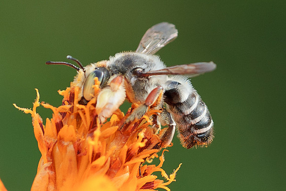 Megachile policaris