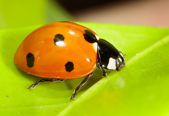 Coleoptera - Coccinellidae - Coccinella septempunctata
