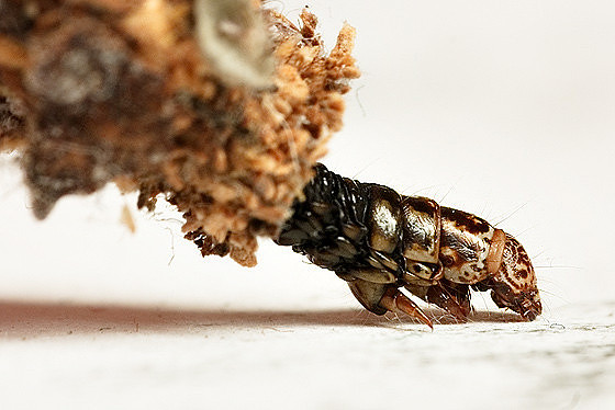 Lepidoptera - Psychidae - Thyridopteryx ephemeraeformis