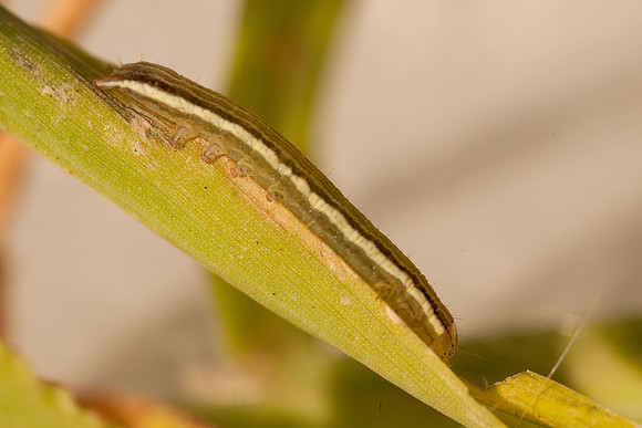 Noctuidae - Anicla infecta