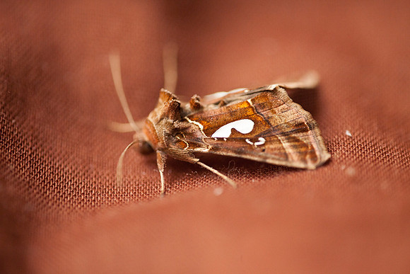 Noctuidae - Megalographa biloba
