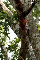 Red Bellied Woodpecker