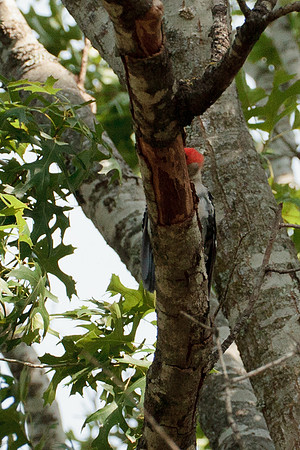 Red Bellied Woodpecker