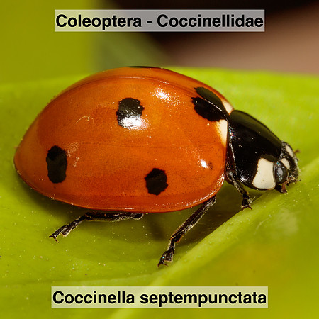 Coleoptera - Coccinellidae - Coccinella septempunctata