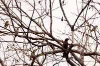 American Goldfinch