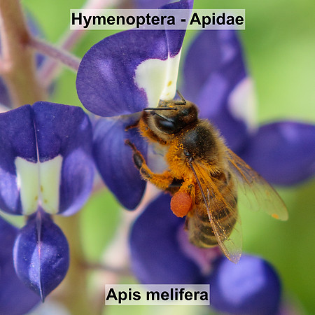 Hymenoptera - Apidae - Apis melifera