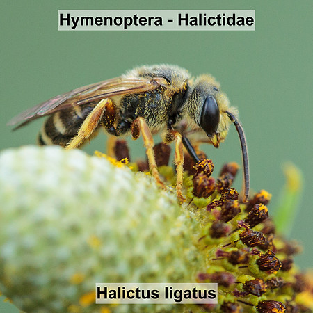Hymenoptera - Halictidae - Halictus ligatus