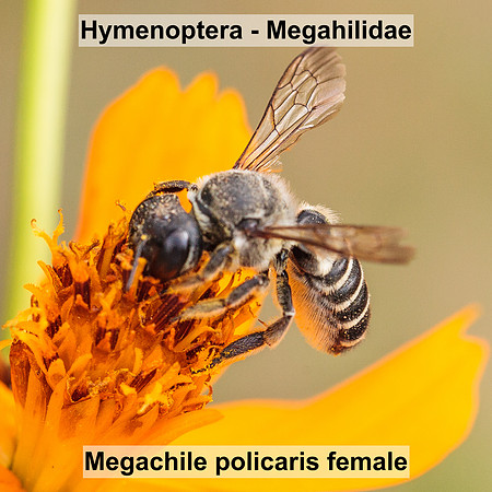 Hymenoptera - Megachilidae - Megachile policaris female