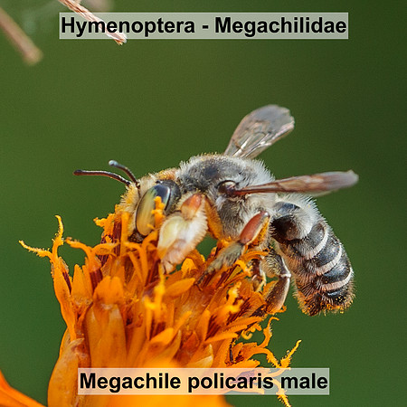 Hymenoptera - Megachilidae - Megachile policaris male