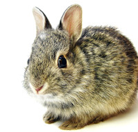 Bun-Bun
