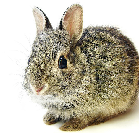 Bun-Bun
