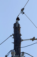 Woodpecker