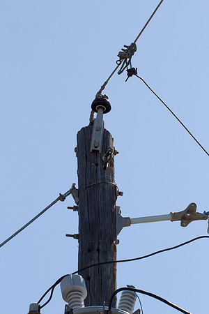 Woodpecker