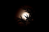 Before the eclipse