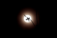 Before the eclipse