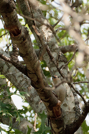 Red Bellied Woodpecker