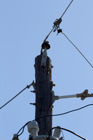 Woodpecker