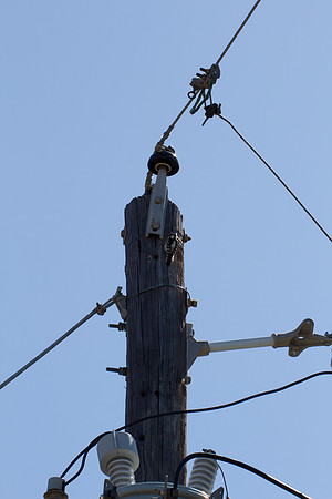 Woodpecker