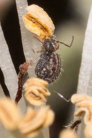 Collembola - Sminthuridae - Sminthurus sp.