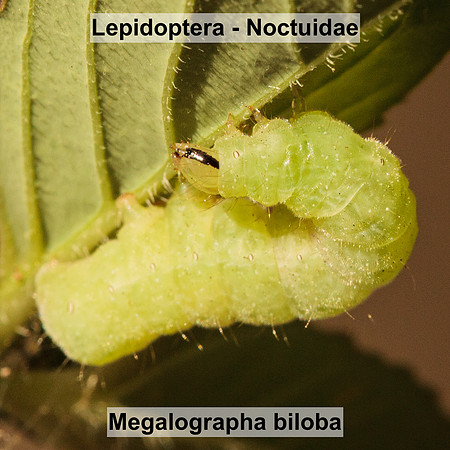 Noctuidae - Megalographa biloba