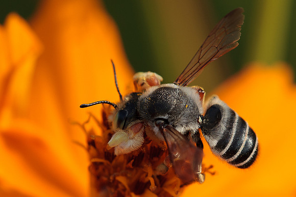 Megachile policaris