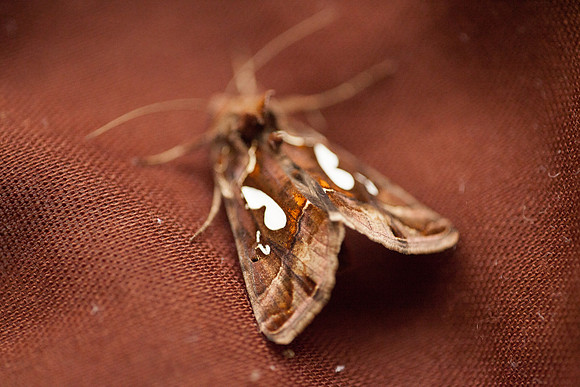 Noctuidae - Megalographa biloba