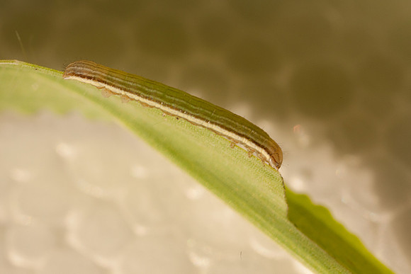 Noctuidae - Anicla infecta