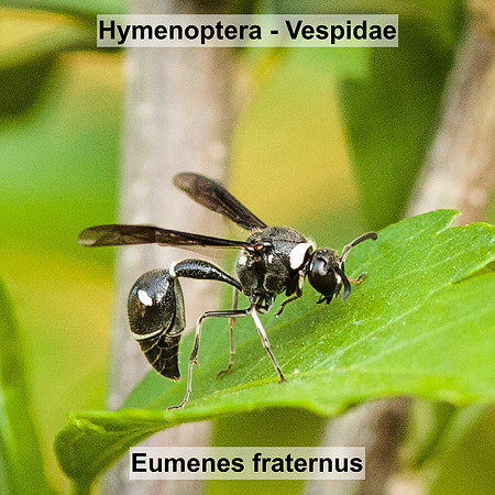 Hymenoptera - Vespidae - Eumenes fraternus