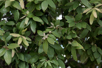 Quercus polymorpha