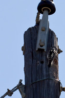 Downy Woodpecker