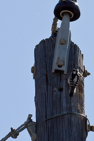 Downy Woodpecker
