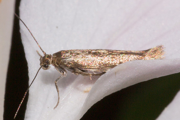 Scythrididae - Unidentified