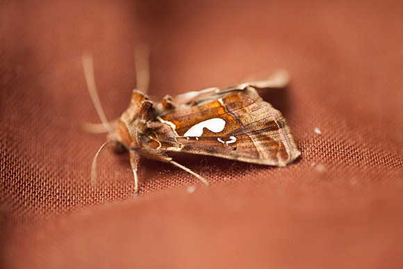 Noctuidae - Megalographa biloba