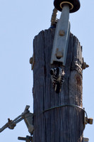 Downy Woodpecker