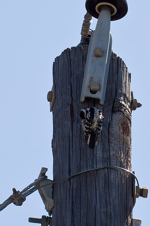 Downy Woodpecker